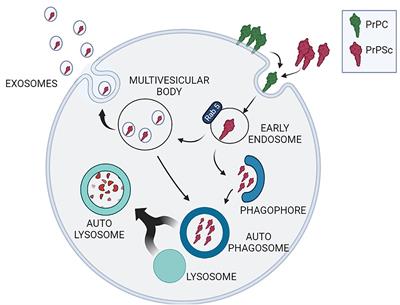 Proteostasis unbalance in prion diseases: Mechanisms of neurodegeneration and therapeutic targets